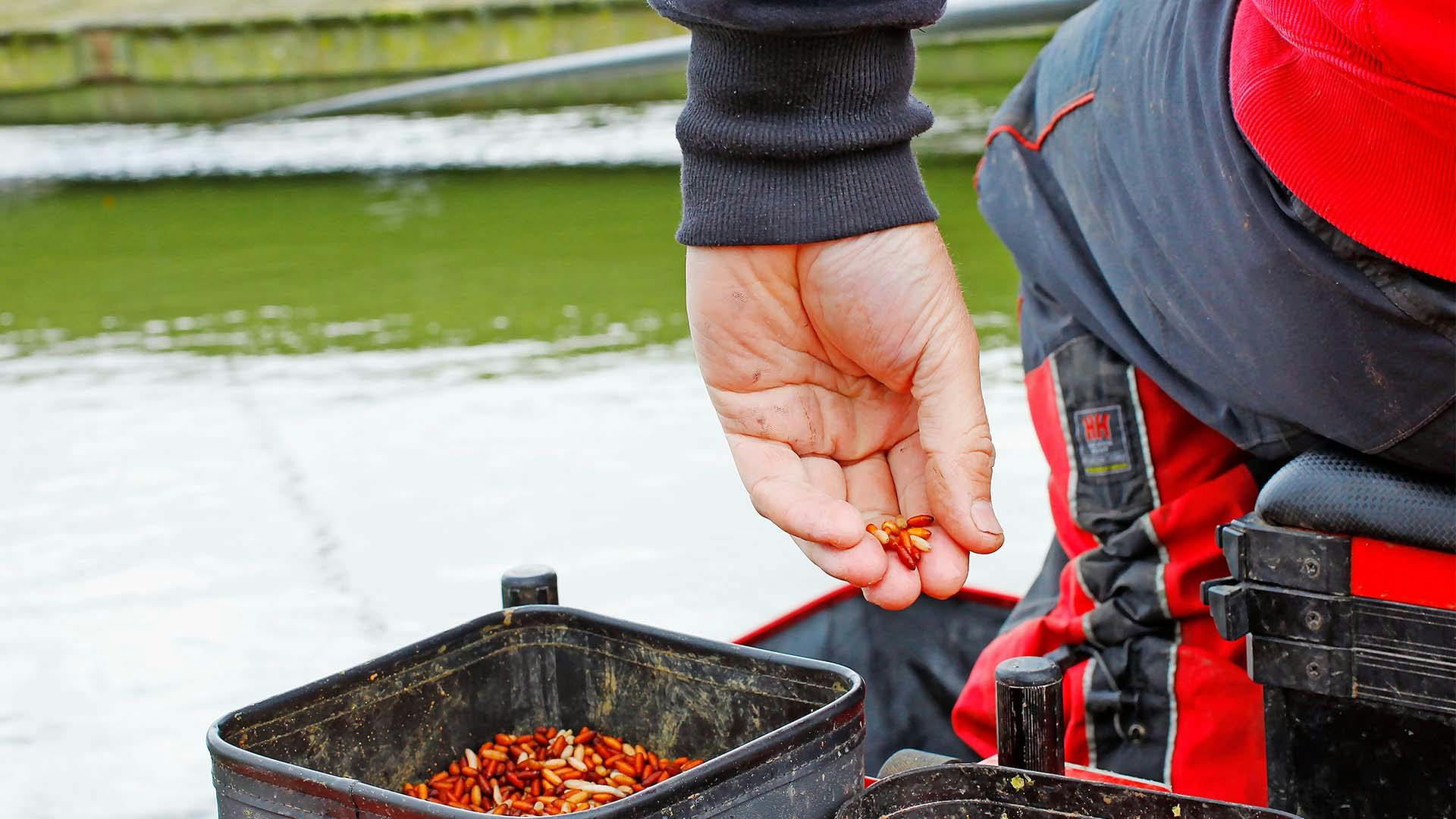 How to fish casters on commercials Angling Times
